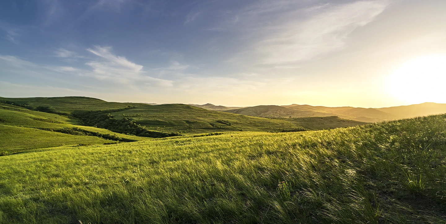 Rolling Meadow